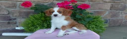 Aussiedoodle dogs for sale: Aussiedoodle 4 - Ad 10