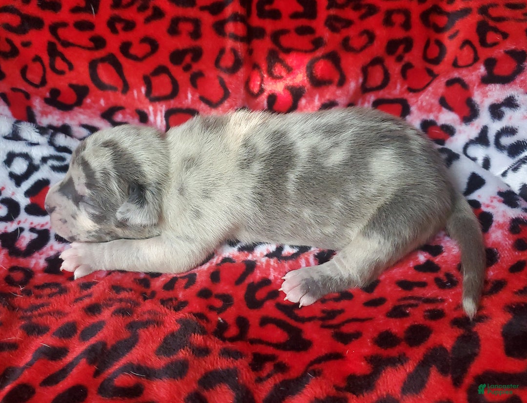 American Bully dogs for sale: "ICE CUBE" - Ad 6