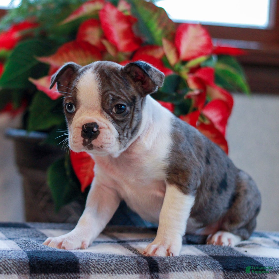 Boston Terrier dogs for sale: Layla  - Ad 3