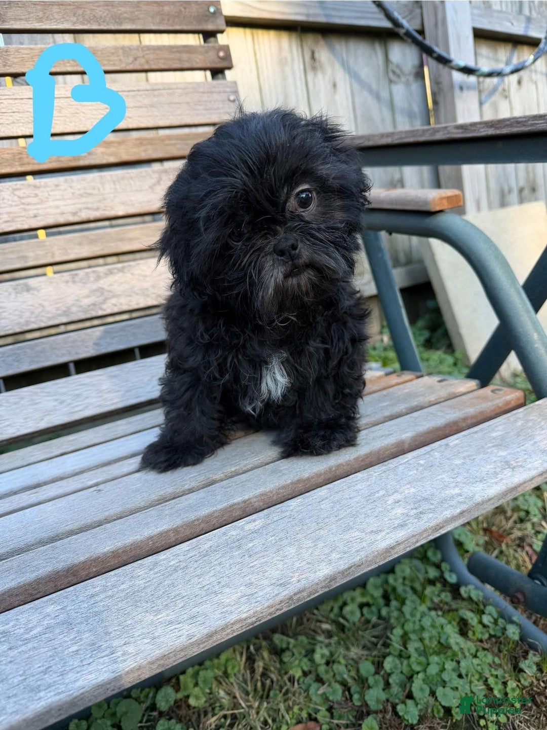 Shih Tzu dogs for sale: Shihtzu - Ad 4