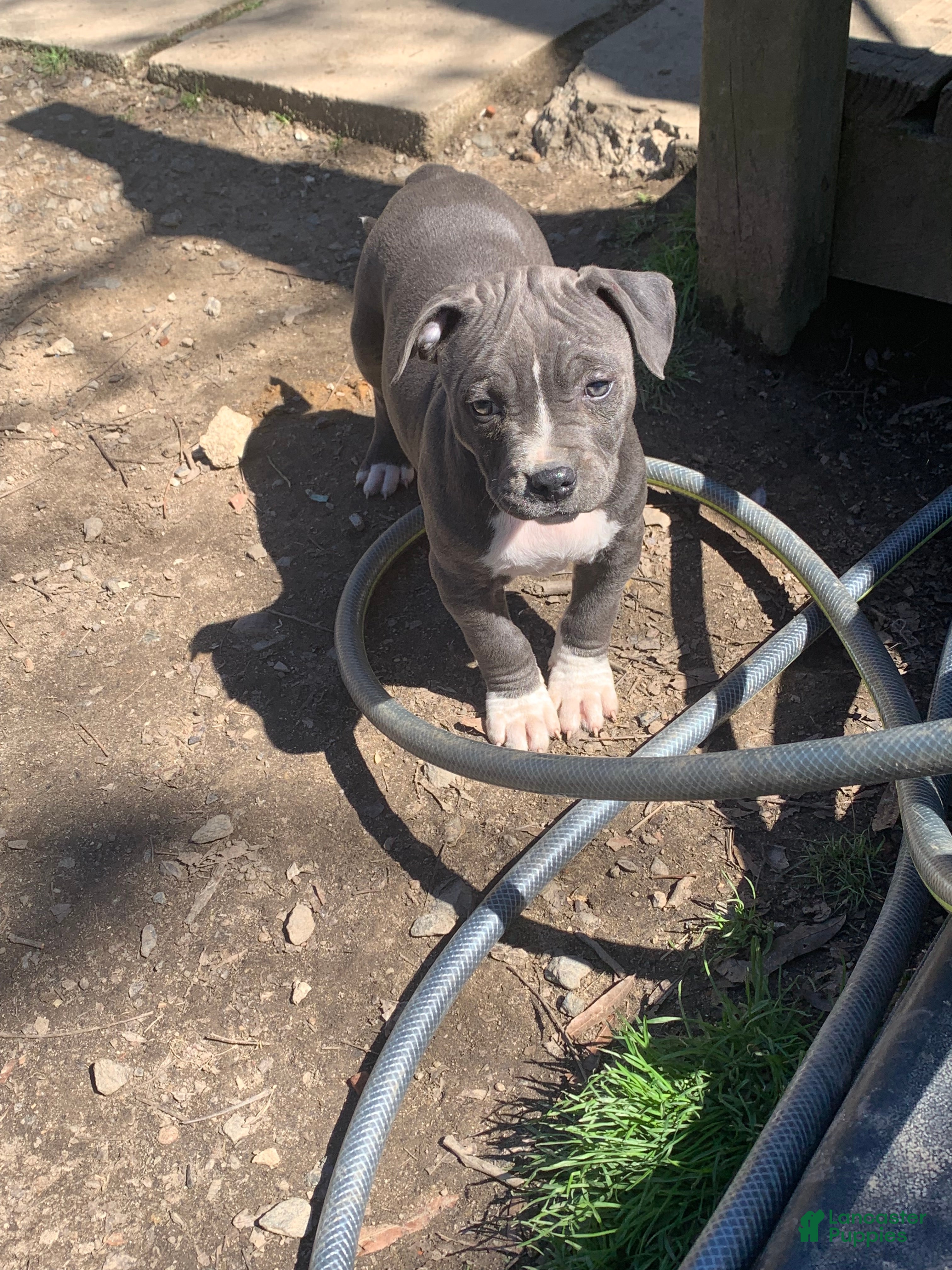 American Pit Bull Terrier dogs Athena - Ad 29