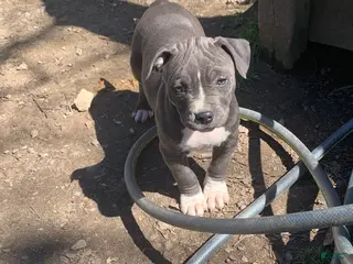 American Pit Bull Terrier dogs Athena - Ad 35