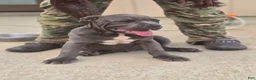 American Bully dogs for sale: Crestone - Ad 1