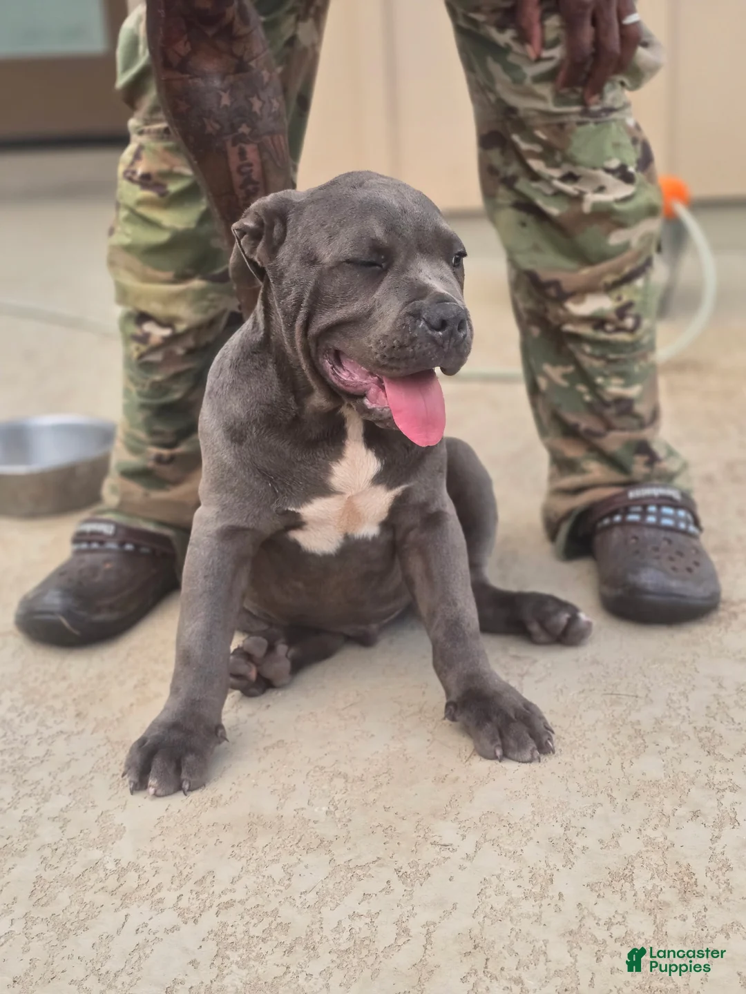 American Bully dogs for sale: Crestone - Ad 1