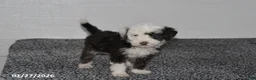 Mini Sheepadoodle dogs for sale: Frosty - Ad 3