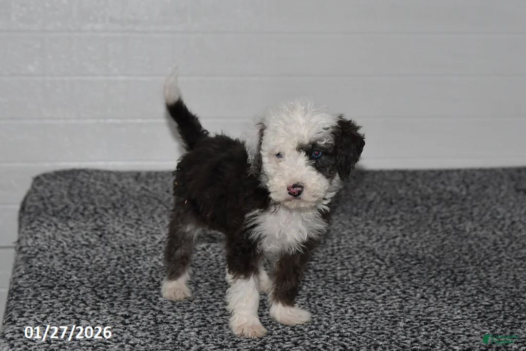 Mini Sheepadoodle dogs for sale: Frosty - Ad 3
