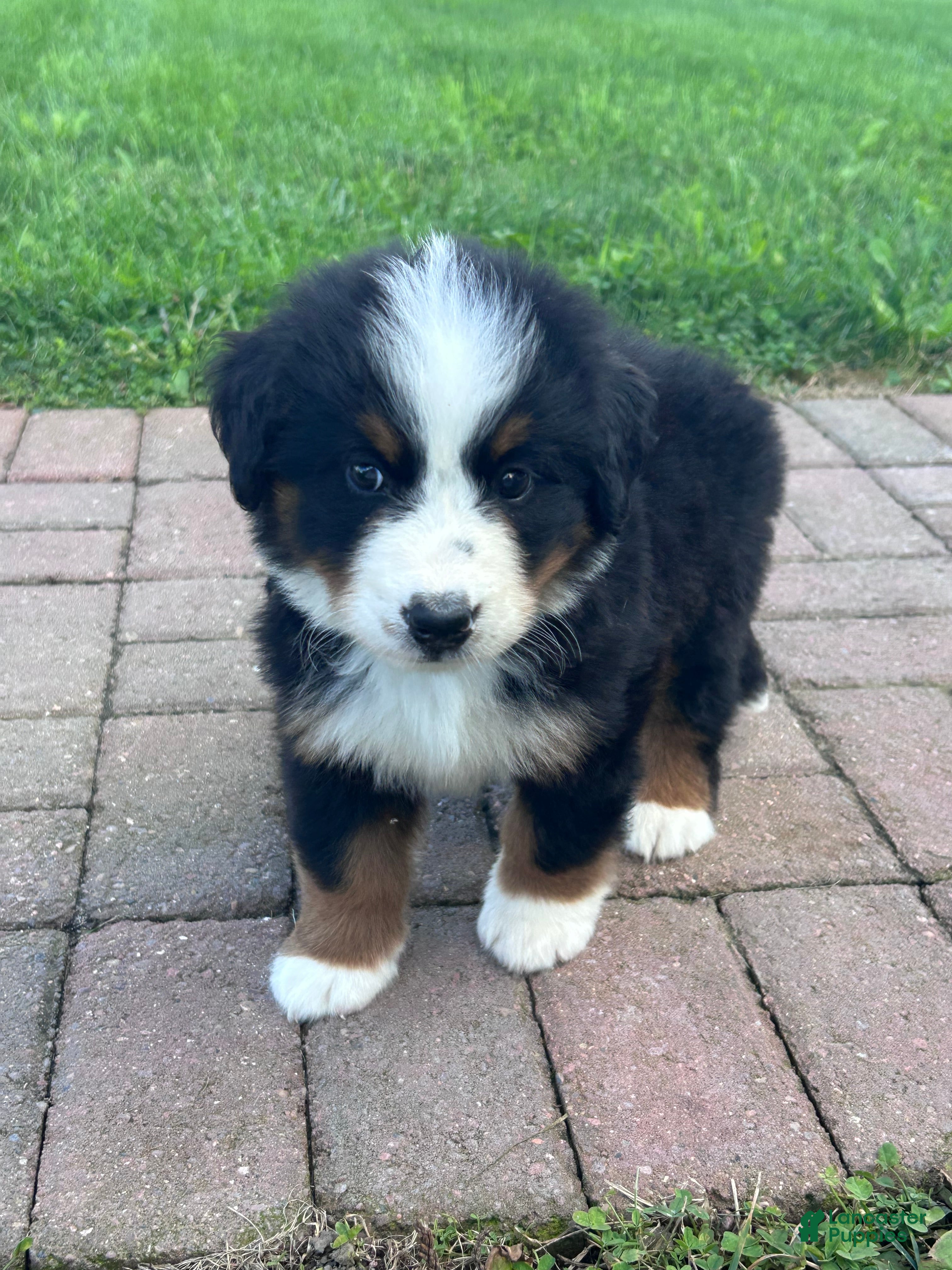 Bernese Mountain Dog dogs Gus - Ad 1