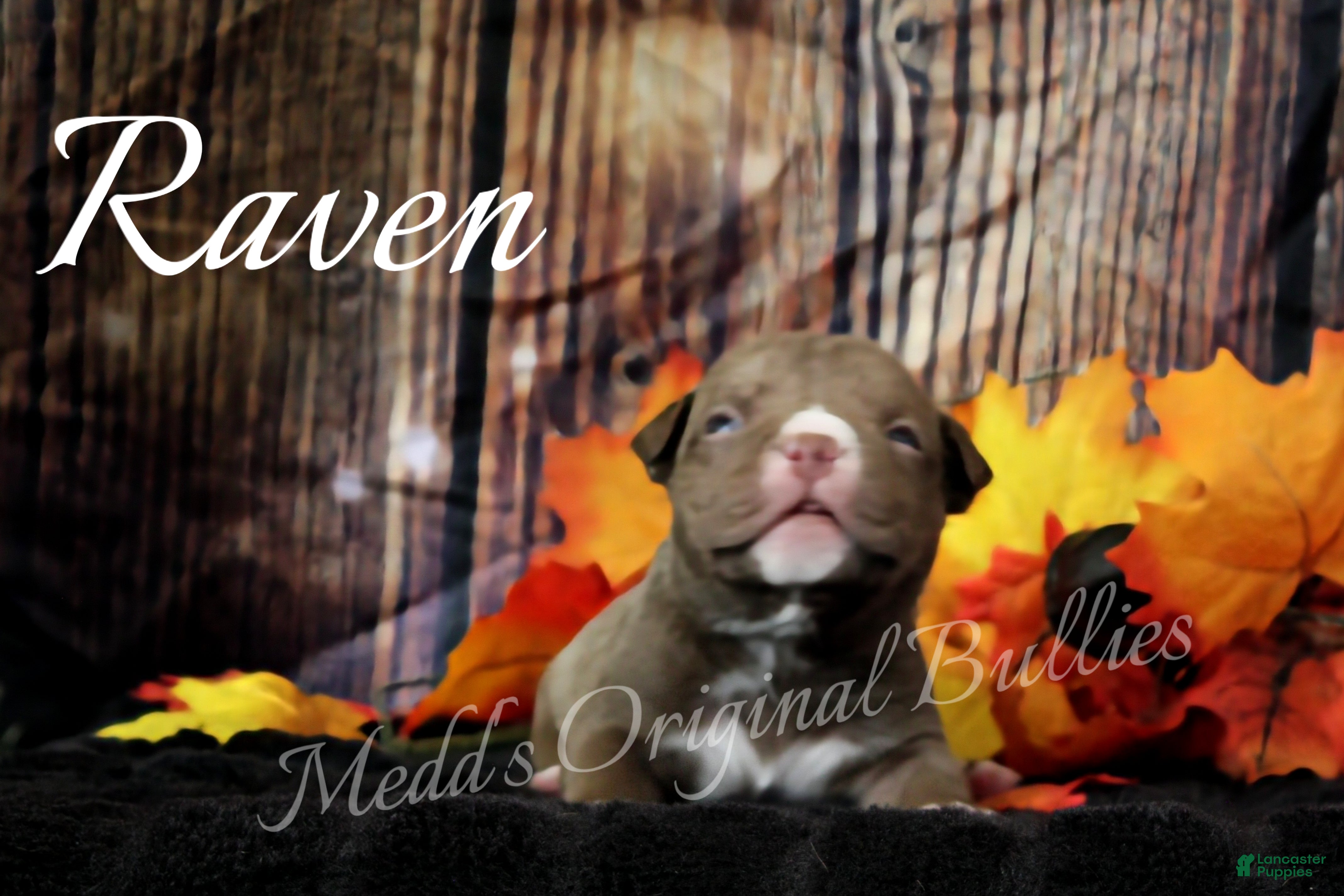 American Bully dogs Raven - Ad 25