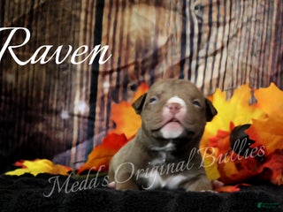 American Bully dogs Raven - Ad 41