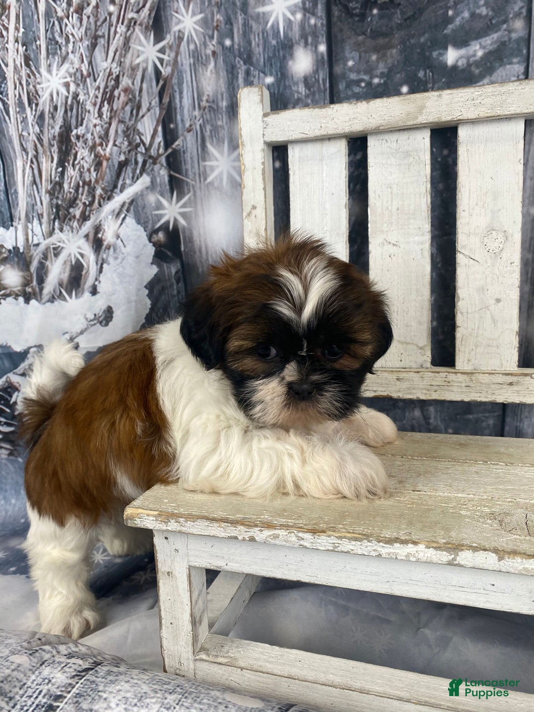 Shih Tzu dogs for sale: Pearl - Ad 7