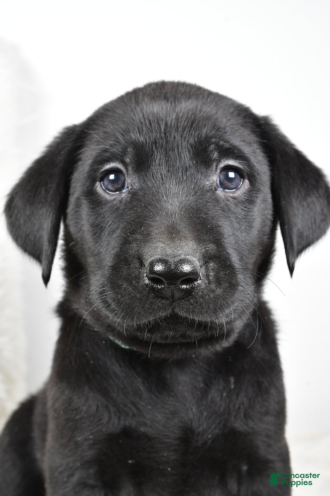 Labrador Retriever dogs for sale: Zoey - Ad 2