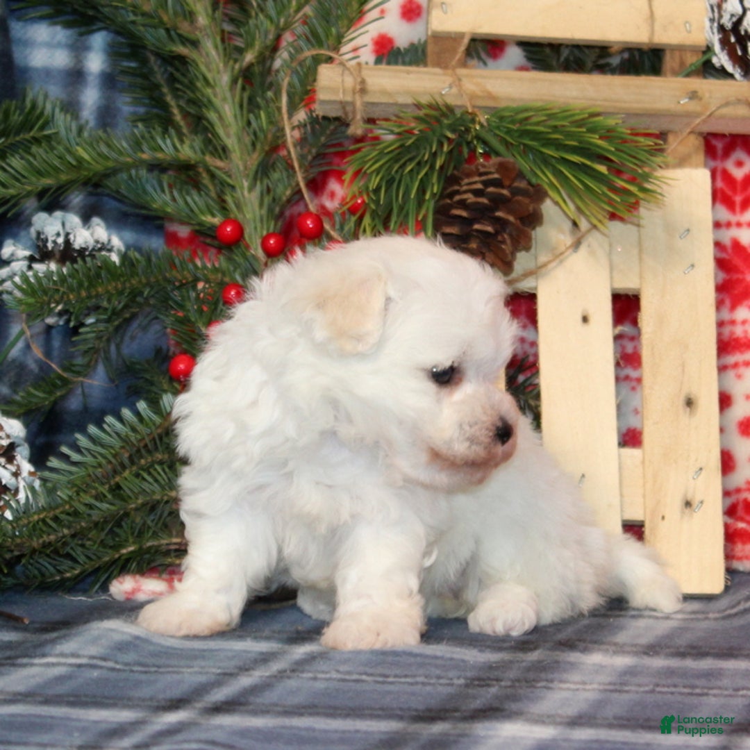 Bichon Frise dogs for sale: Ivory - Ad 4