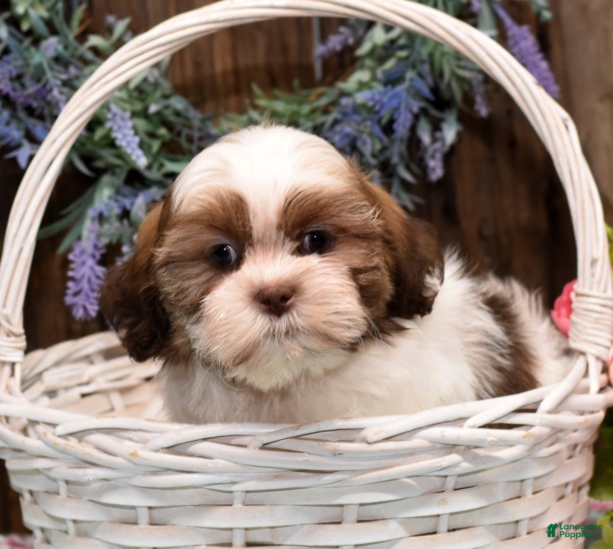 Shih Tzu dogs Sammy - Ad 2