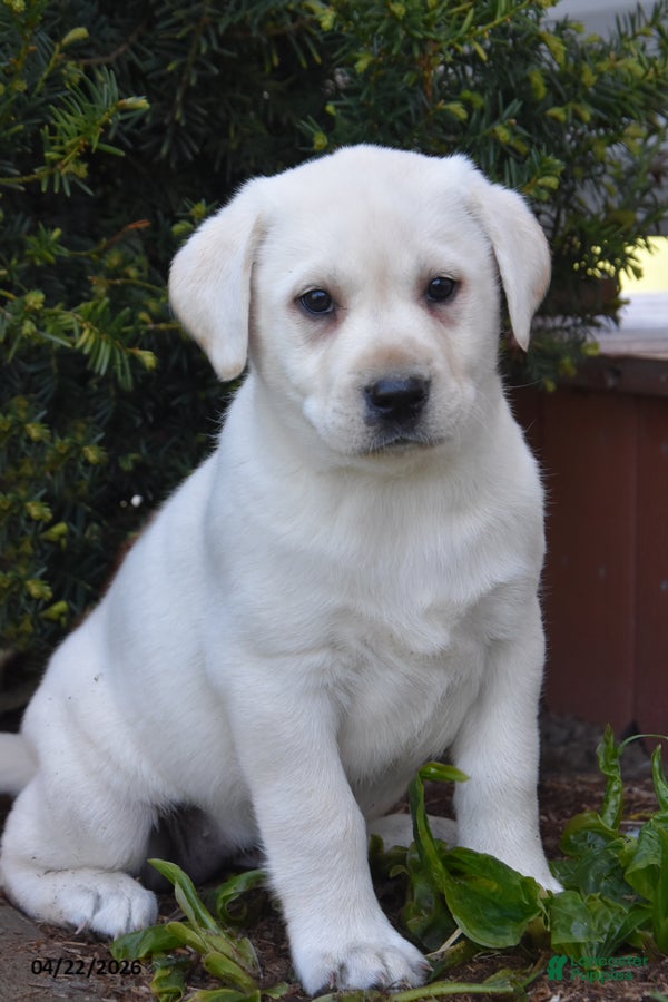 Labrador Retriever dogs Wildfire - Ad 1