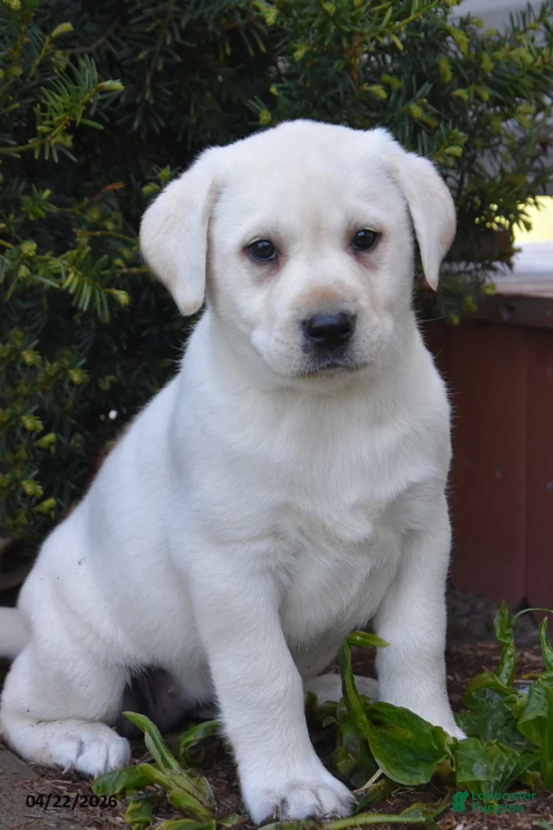 Labrador Retriever dogs for sale: Wildfire - Ad 1