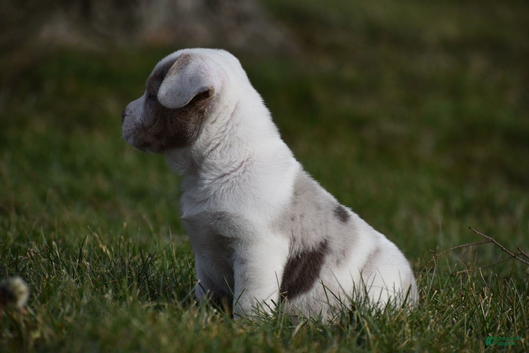 Mixed Breed dogs for sale: Jane - Ad 5