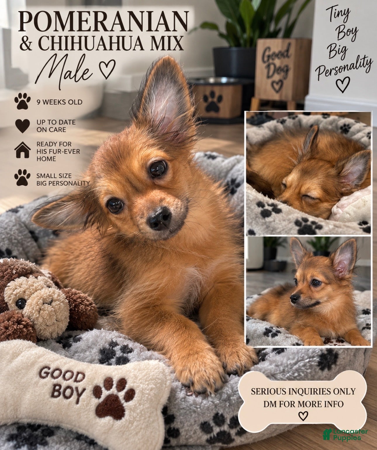Chihuahua dogs Pomeranian mix male  - Ad 6
