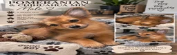 Chihuahua dogs for sale: Pomeranian mix male  - Ad 1