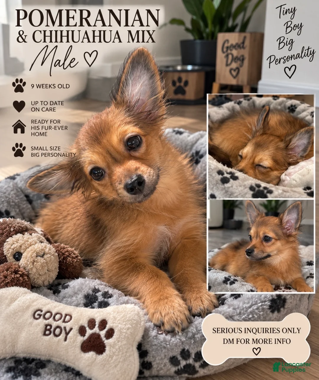 Chihuahua dogs for sale: Pomeranian mix male  - Ad 1