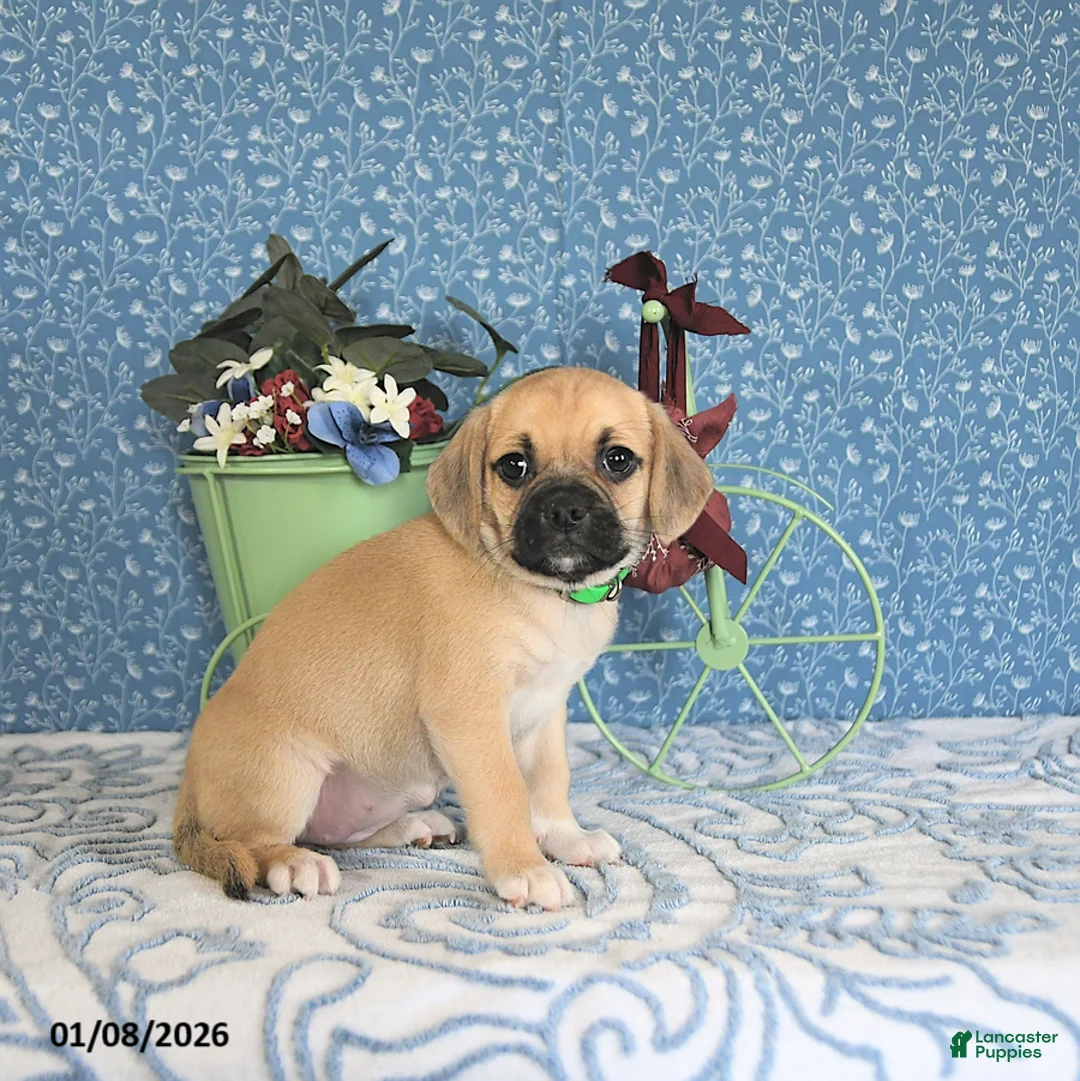 Puggle dogs for sale: Kolina - Ad 7