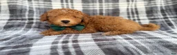 Mini Aussiedoodle dogs for sale: Ozzy - Ad 4