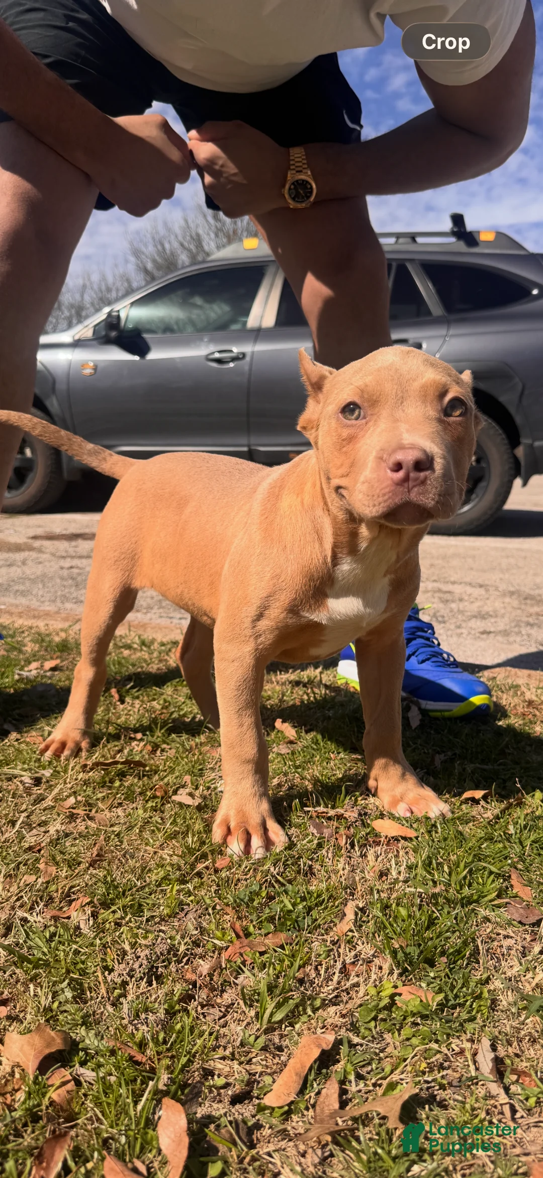 American Bully dogs for sale: Champagne (Bossy Kennels BL Champagne XL Bully) - Ad 1