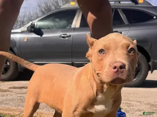 American Bully dogs for sale: Champagne (Bossy Kennels BL Champagne XL Bully) - Ad 2