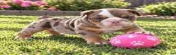 English Bulldog dogs for sale: Perfection - Ad 4