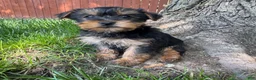 Yorkshire Terrier dogs for sale: Tiny  - Ad 4