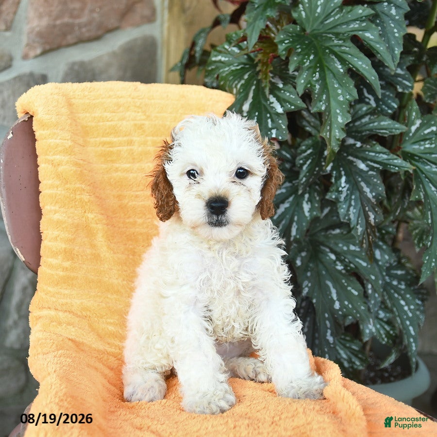 Miniature Poodle dogs for sale: Summer  - Ad 4