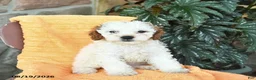 Miniature Poodle dogs for sale: Summer  - Ad 1