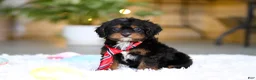 Cavapoo dogs for sale: Charlie - Ad 4