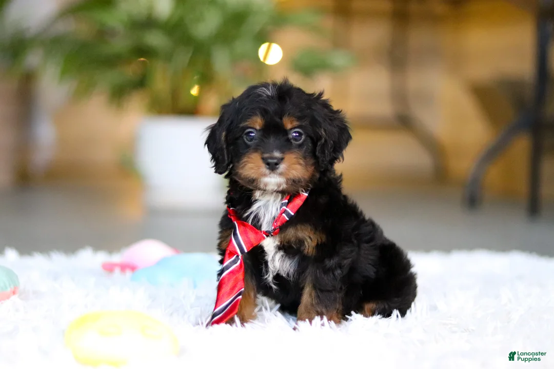Cavapoo dogs for sale: Charlie - Ad 4