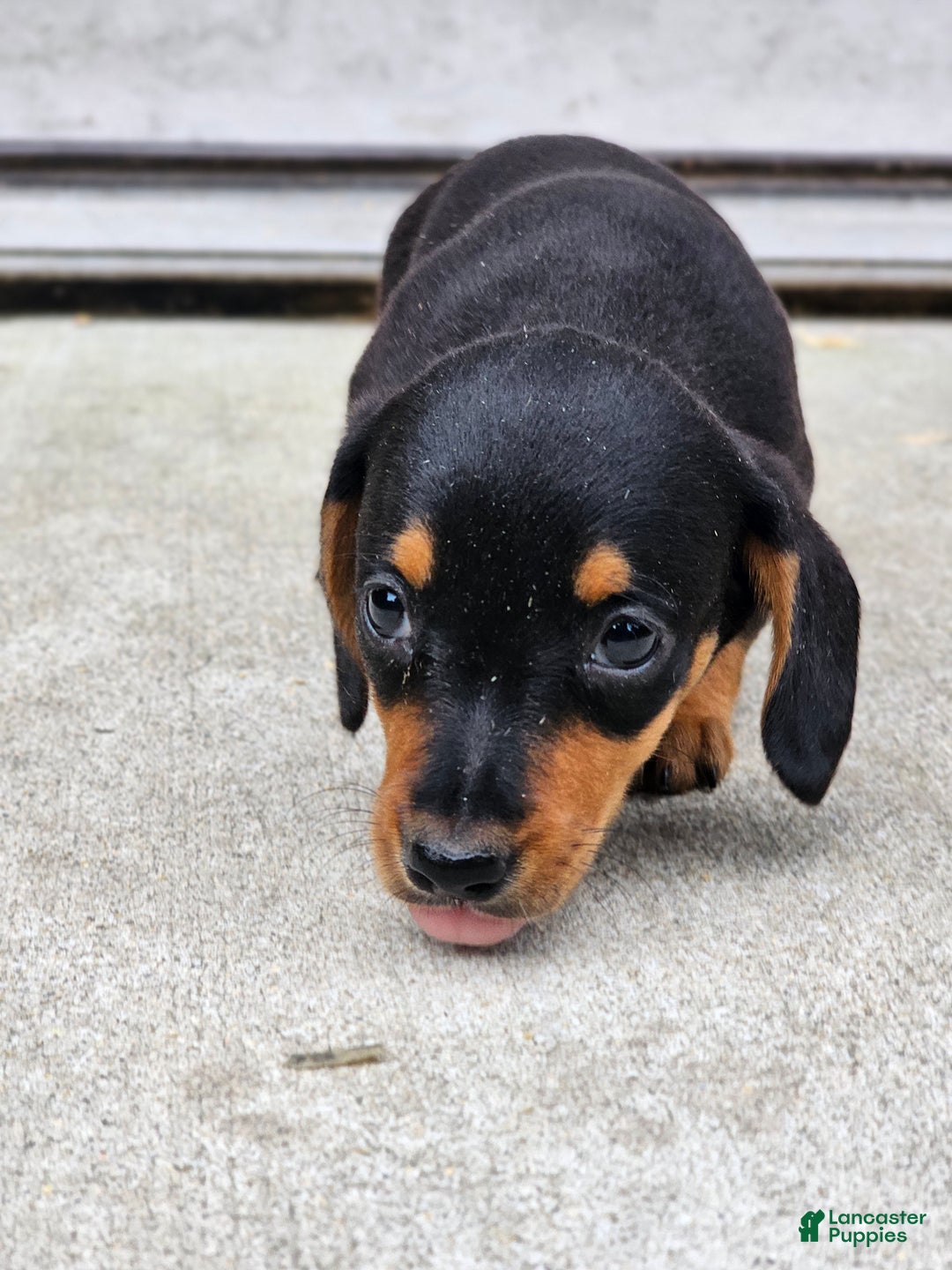 Miniature Dachshund dogs for sale: Rosie - Ad 8
