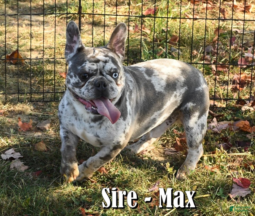 French Bulldog dogs for sale: Jenkins - Ad 11