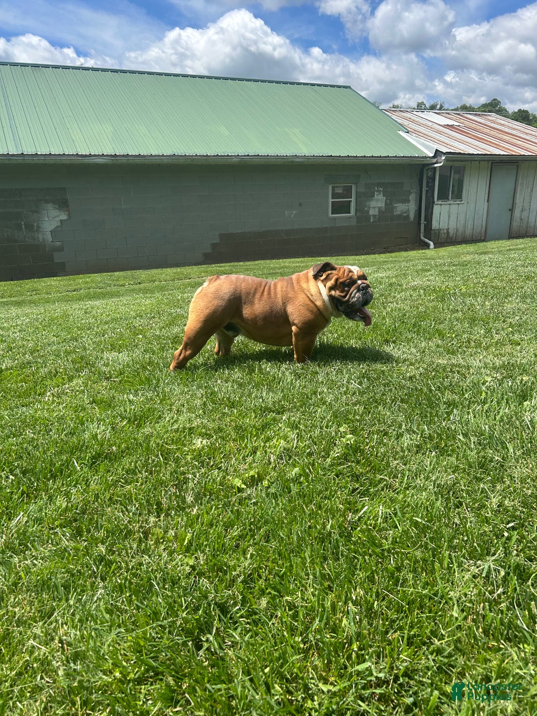 English Bulldog dogs for sale: Oscar  - Ad 4