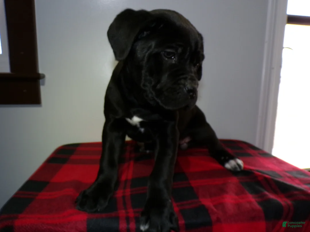 Cane Corso dogs for sale: Cane Corso Puppy 1 Stormy - Ad 3