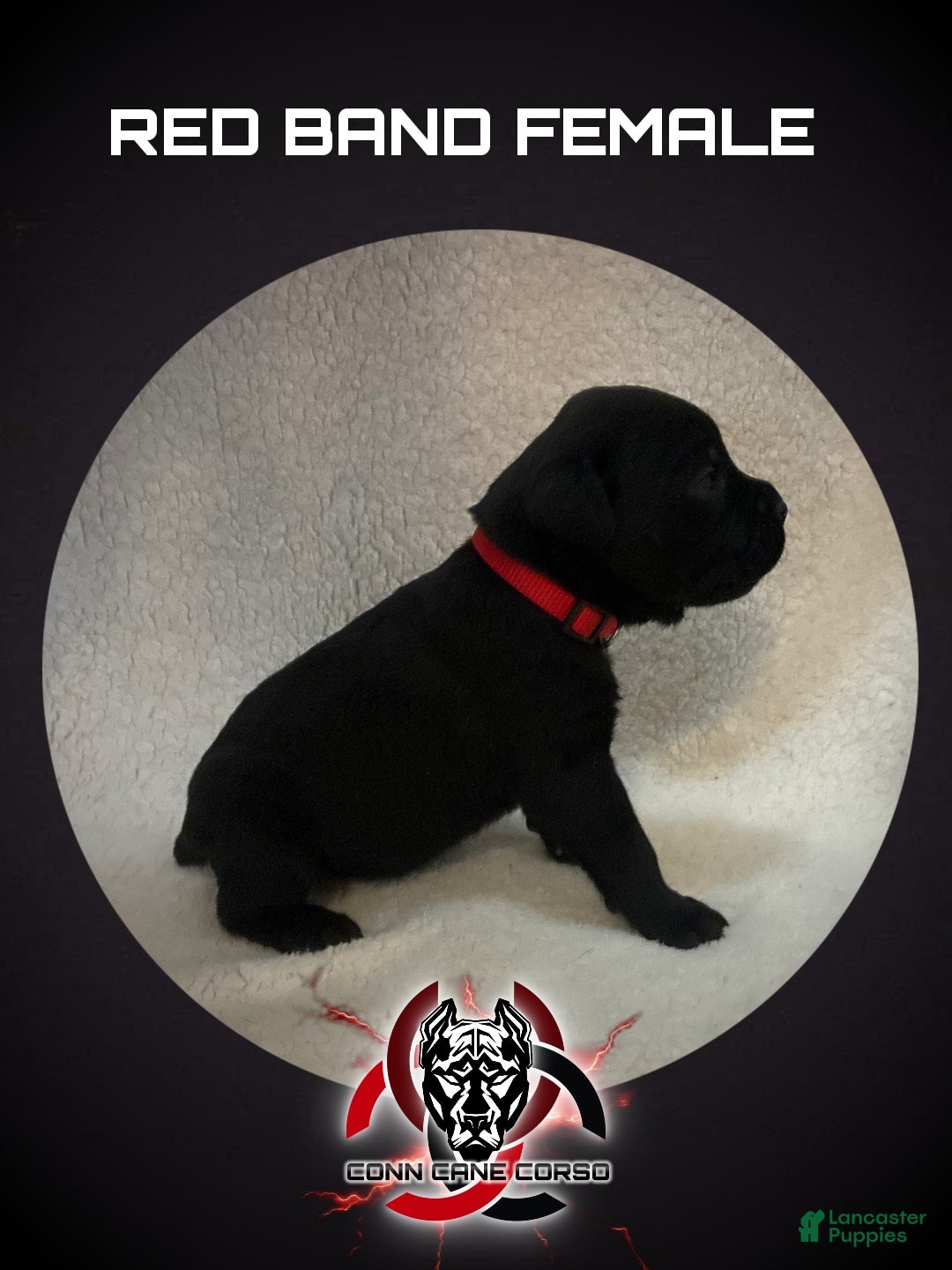 Cane Corso dogs Cane Corso Puppy 11 - Ad 28