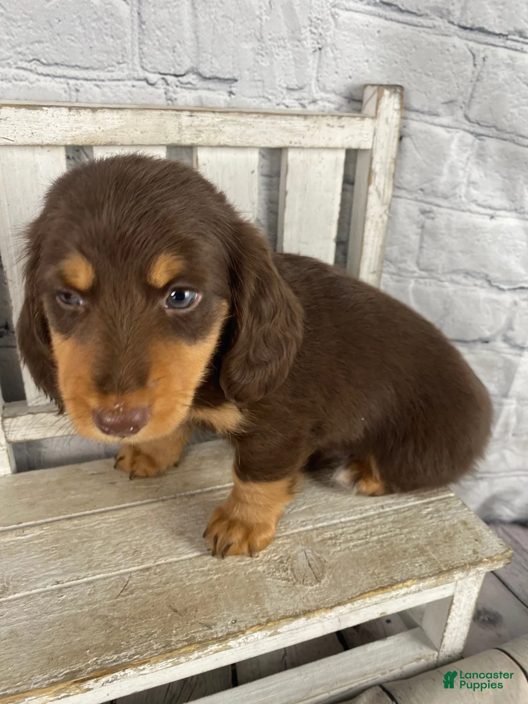 Miniature Dachshund dogs for sale: Chase - Ad 8