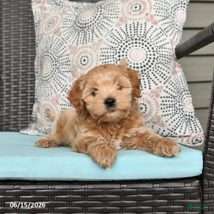 Cavapoo dogs Sasha - Ad 1