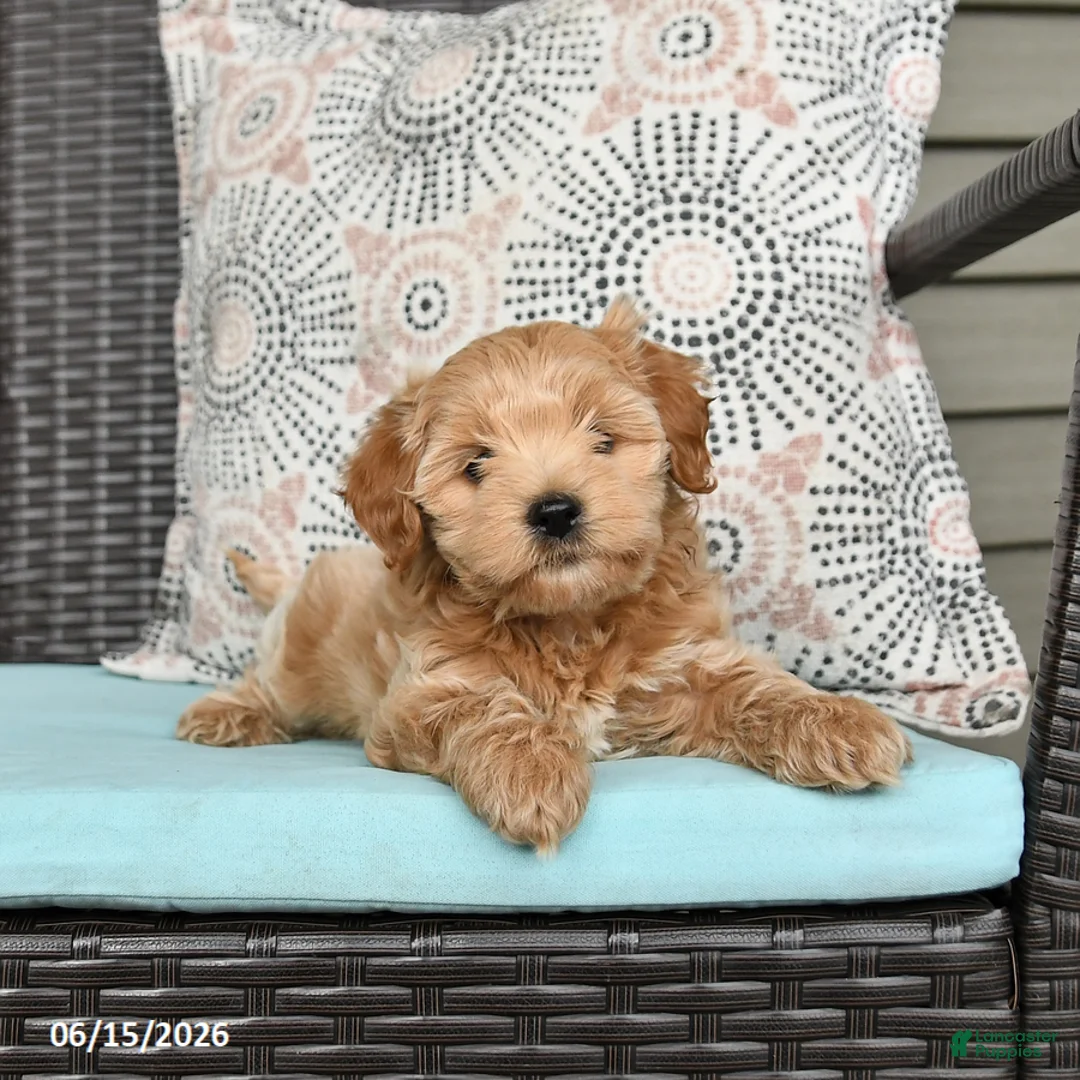 Cavapoo dogs for sale: Sasha - Ad 1