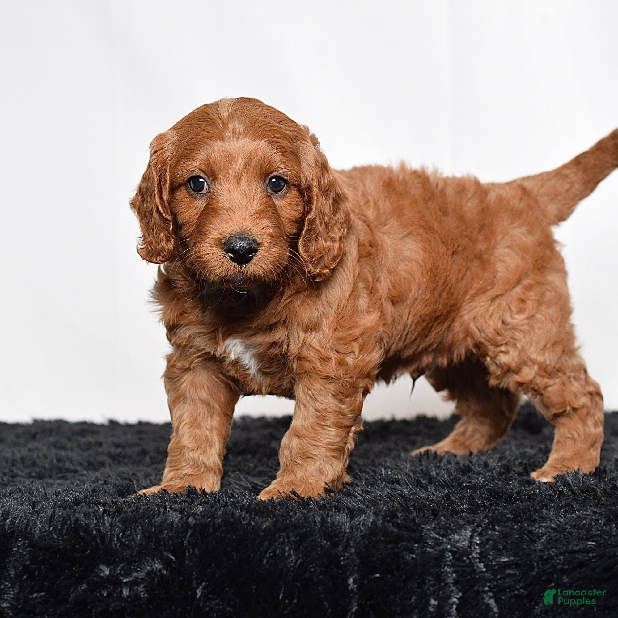 Mini Goldendoodle dogs for sale:  Marshal - Ad 5