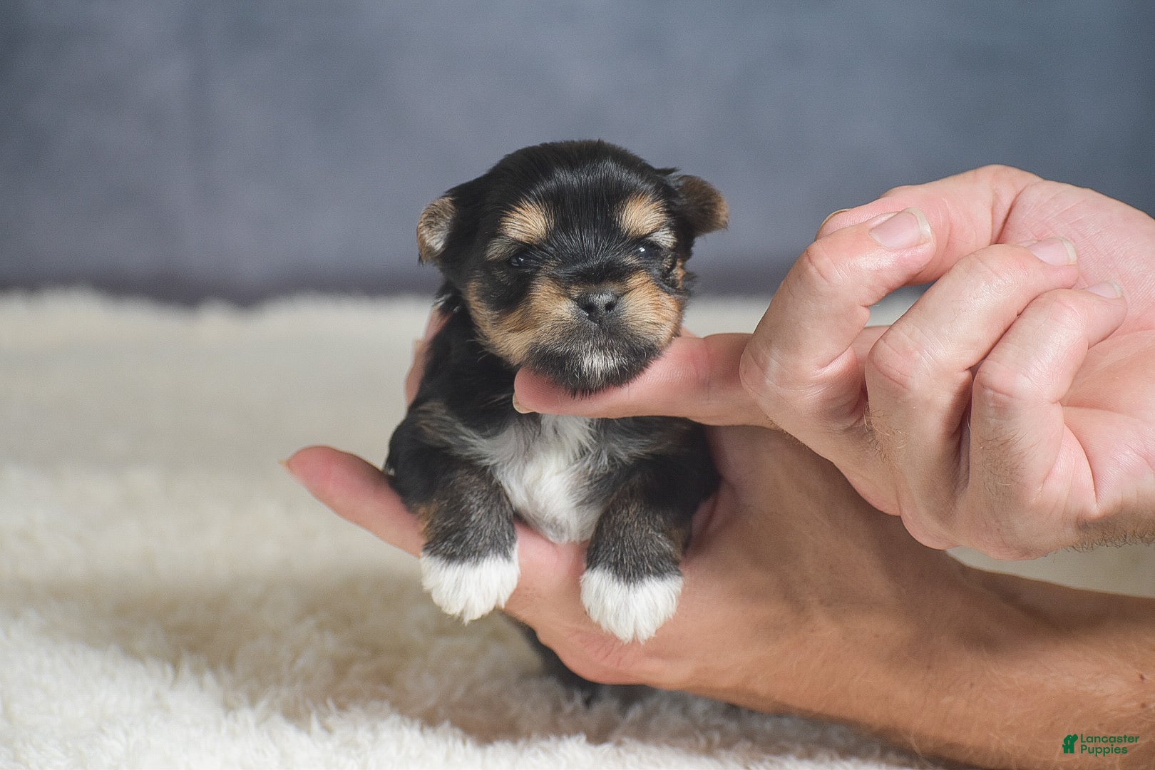 Yorkshire Terrier dogs for sale: Mickey - Ad 1