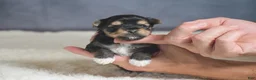Yorkshire Terrier dogs for sale: Mickey - Ad 1