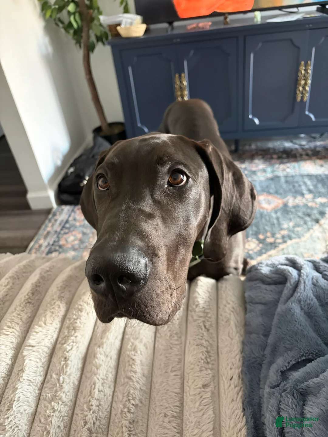 Great Dane dogs for sale: Jax - Ad 4