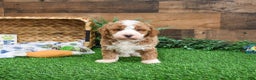 Mini Goldendoodle dogs for sale: Rigatoni - Ad 2