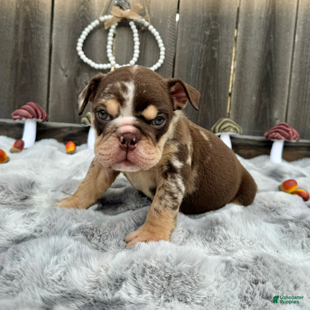 English Bulldog dogs for sale: Fiona - Ad 5