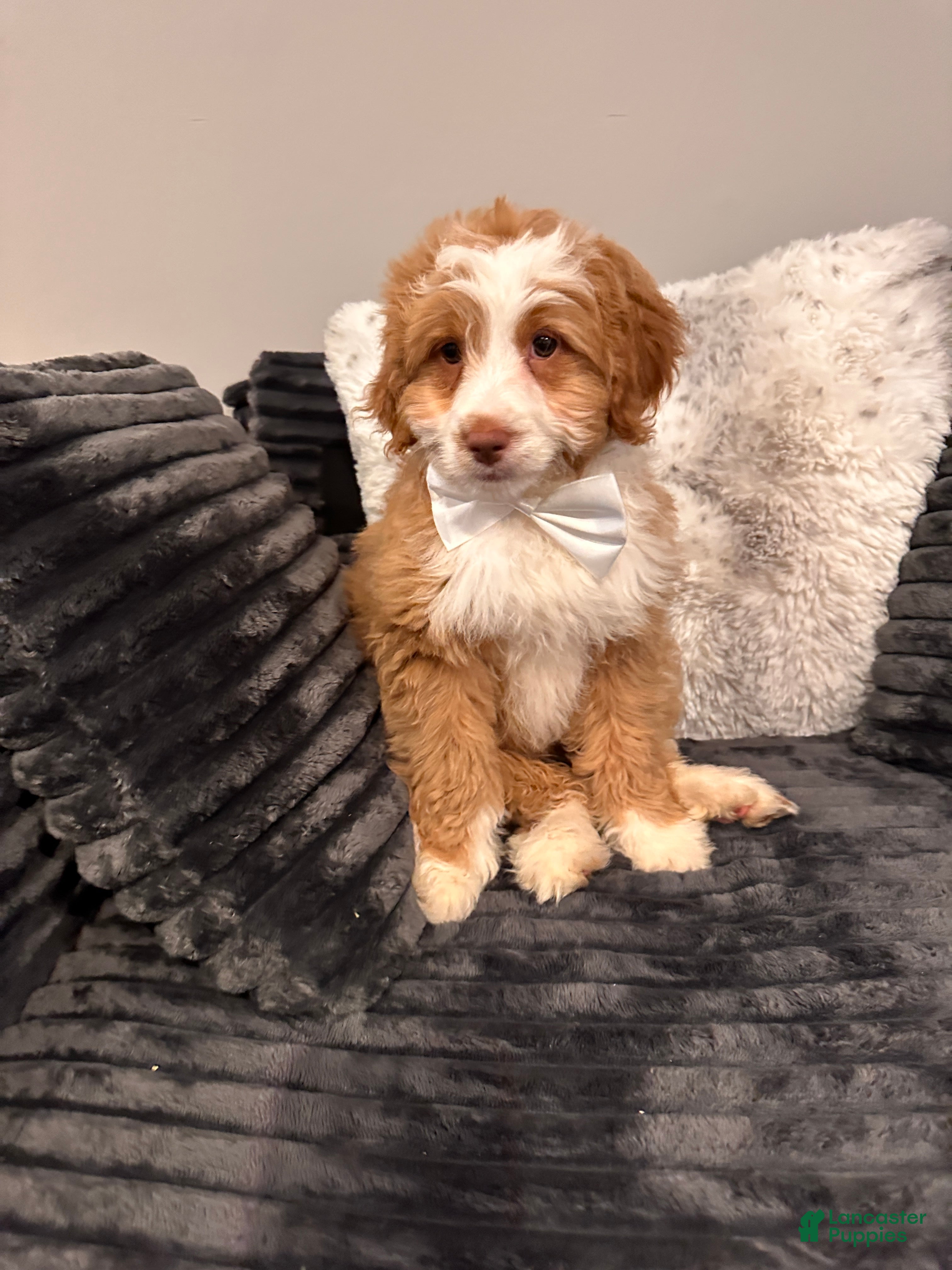 Mini Bernedoodle Puppies for sale in Jonestown, Pennsylvania