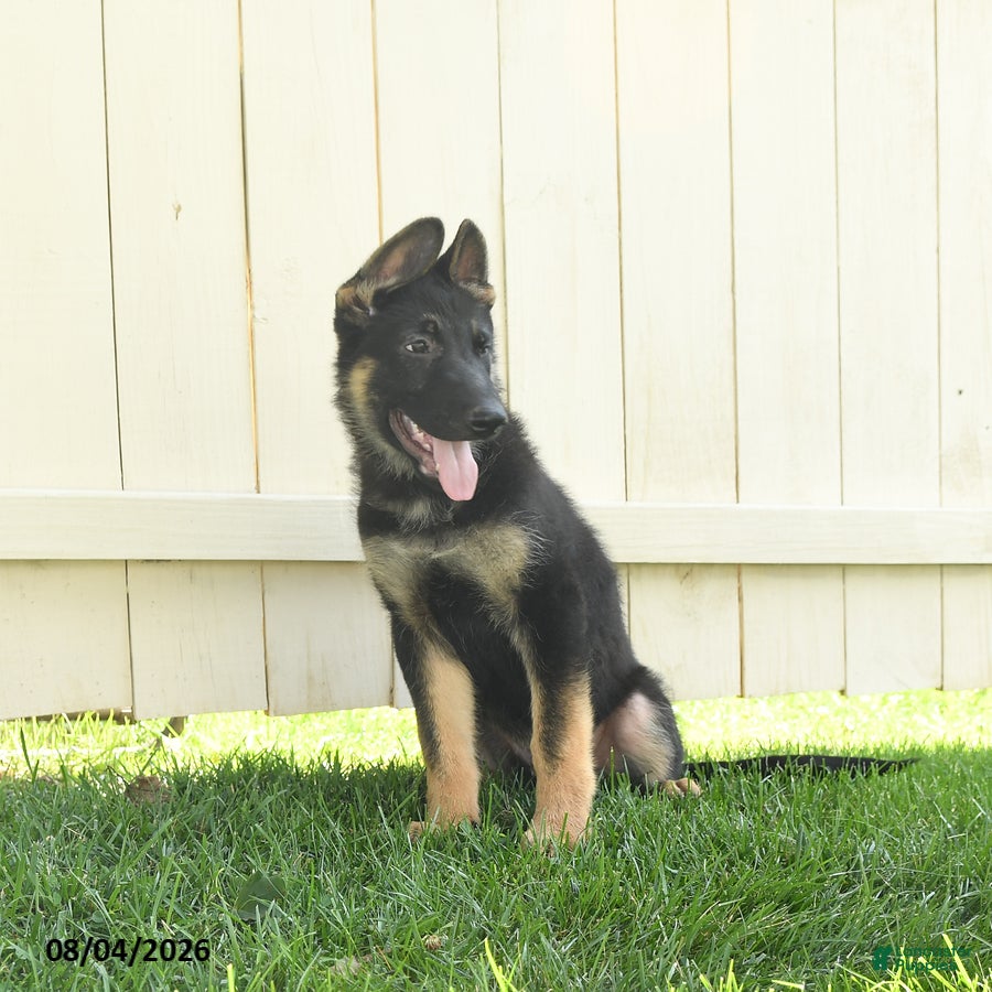German Shepherd dogs Maverick - Ad 1