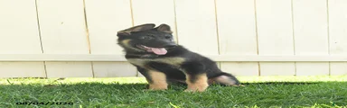 Maverick